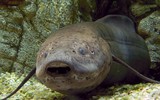 [ẢNH] Khám phá những loài cá kỳ dị nhất hành tinh 