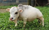[ẢNH] Bò lùn nhỏ nhất thế giới và những sinh vật tí hon siêu hiếm