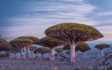 [ẢNH] Chiêm ngưỡng cây huyết rồng trên hòn đảo ‘ngoài hành tinh’ Socotra
