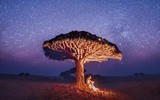 [ẢNH] Chiêm ngưỡng cây huyết rồng trên hòn đảo ‘ngoài hành tinh’ Socotra