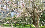 Hà Nội: Cận cảnh hoa anh đào bung nở trong công viên, đẹp đến nao lòng