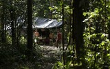 [Ảnh] Đội quái xế “săn” lâm tặc ở rừng già Amazon