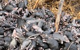 [Ảnh] Không chỉ Covid-19, Australia còn đau đầu với đại dịch chuột sinh sôi