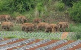[Ảnh] Đàn voi rừng lang thang bí ẩn ở Trung Quốc thành “sao” thế giới