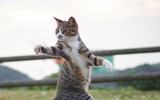 Những tuyệt kỹ võ công của loài Mèo con người khổ luyện chưa chắc thành tài