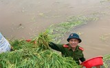 Chiến sỹ Công an Hà Nội ngâm nước giúp người dân cứu lúa