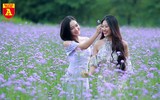 Thiếu nữ Hà Nội đẹp dịu dàng bên cánh đồng hoa oải hương thảo