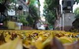 Mùa thu trên những con phố ở Hà Nội