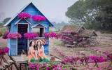 Ngắm cánh đồng hoa Dạ yến thảo đẹp như cổ tích ở Hà Nội