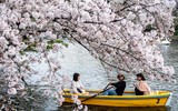 Ngắm hoa anh đào nở sớm ở Nhật Bản