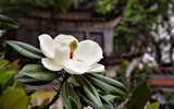 Cận cảnh hoa sen trắng quý hiếm ở ngôi chùa 600 năm tuổi