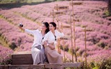 Khám phá thung lũng hoa bách nhật tím hồng đẹp nhất Hà Nội 