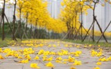 Cận cảnh con đường hoa phong linh nở vàng rực trong lòng Hà Nội