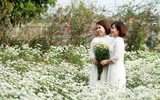 Vườn hoa cúc họa mi rộng hơn 2.000m2 khoe sắc ở Hà Nội