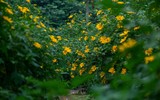 Ngắm những hình ảnh đẹp như tranh tại vườn hoa dã quỳ giữa lòng Hà Nội