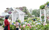Vườn hoa cẩm tú cầu đẹp như cổ tích giữa lòng Hà Nội