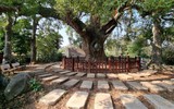 Giai thoại lịch sử về cây được vua phong là “Quốc chúa đô mộc Dã Đại Vương” 