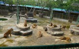 Độc đáo trại hổ Sriracha Tiger Zoo - lớn nhất châu Á