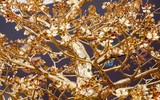 Cây mai mạ vàng 24k được chào giá gần 6 tỉ đồng