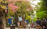 Ngắm phố phường Hà Nội đẹp lạ khi cây mỹ nhân độc đáo nở rộ