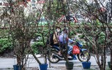 Ngắm hoa rừng tiền triệu mang tết sớm xuống phố Hà Nội