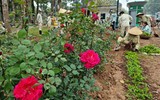 Ngắm 10.000 cây hoa hồng đang được trồng thay thế rào sắt ở Công viên Thống Nhất