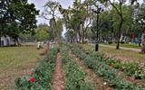 Ngắm 10.000 cây hoa hồng đang được trồng thay thế rào sắt ở Công viên Thống Nhất