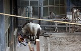 Tận mắt xem chống lạnh cho động vật tại Vườn thú Hà Nội 