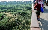 Mùa cỏ lau bên cây cầu trăm tuổi của Hà Nội 