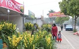 Sắc xuân ngập tràn trên đường phố Hà Nội