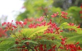 Sắc đỏ hoa phượng tô điểm phố phường Hà Nội 