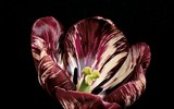 9 loại hoa đẹp, độc, đắt nhất thế giới