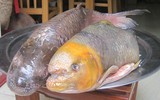Loài cá đặc biệt quý hiếm thuộc Sách đỏ, chỉ có trong tự nhiên ở Việt Nam và Trung Quốc 