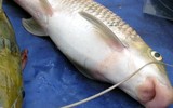Loài cá đặc biệt quý hiếm thuộc Sách đỏ, chỉ có trong tự nhiên ở Việt Nam và Trung Quốc 