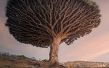 Kỳ lạ về loài cây 500 tuổi với tên gọi 
