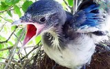 Loài chim tuyệt đẹp của Việt Nam 