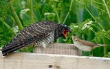Loài chim tàn độc nhất Việt Nam, ác từ trong trứng