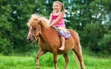 Loài ngựa ngộ nghĩnh, bé nhất thế giới, chỉ cao có 70cm