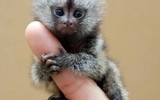Thú vị loại khỉ nhỏ bằng ngón tay được săn lùng làm thú cưng