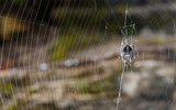 Cận cảnh loài nhện nhả tơ dai gấp 10 lần áo chống đạn