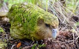 Điểm tên những loài chim quý hiếm nhất thế giới có nguy cơ tuyệt chủng