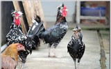 Chiêm ngưỡng giống gà quý tộc có giá hàng nghìn USD tại Việt Nam