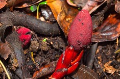 Loài cây đỏ rực kỳ lạ, được săn lùng ráo riết ở VN