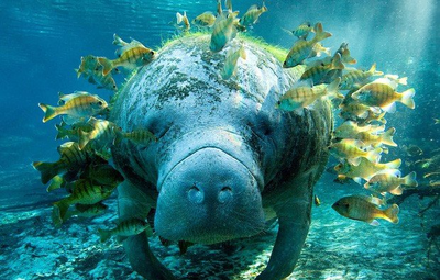 Khám phá loài động vật ăn cỏ lớn nhất đại dương