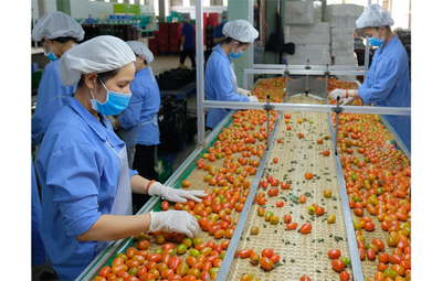 EU tiếp tục siết chặt an toàn thực phẩm với quả bơ, cà chua, gạo… nhập khẩu
