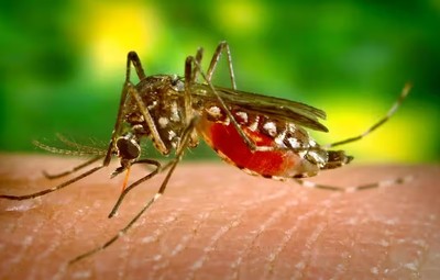 Brazil thả muỗi nhiễm vi khuẩn Wolbachia để chống sốt xuất huyết 
