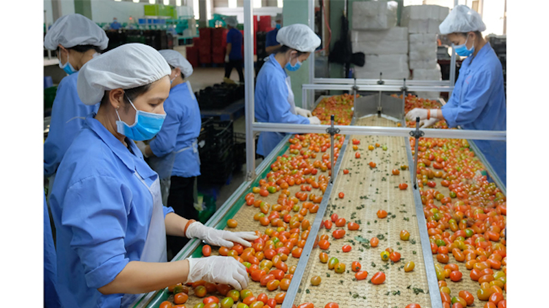 EU tiếp tục siết chặt an toàn thực phẩm với quả bơ, cà chua, gạo… nhập khẩu