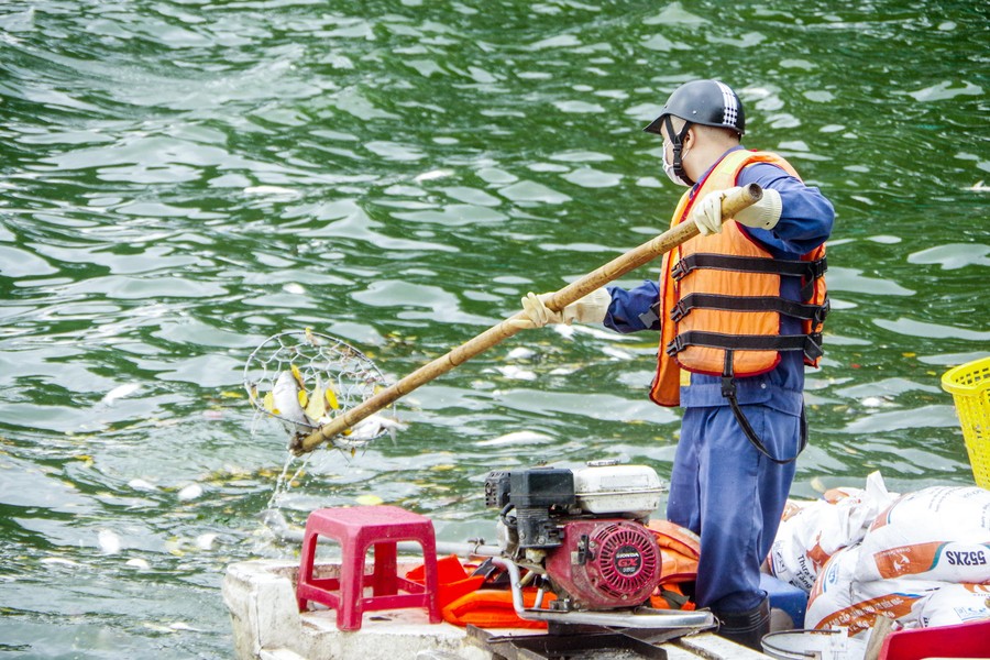 Công nhân thoát nước trực cả ngày vớt cá chết hàng loạt ở hồ Tây ảnh 4