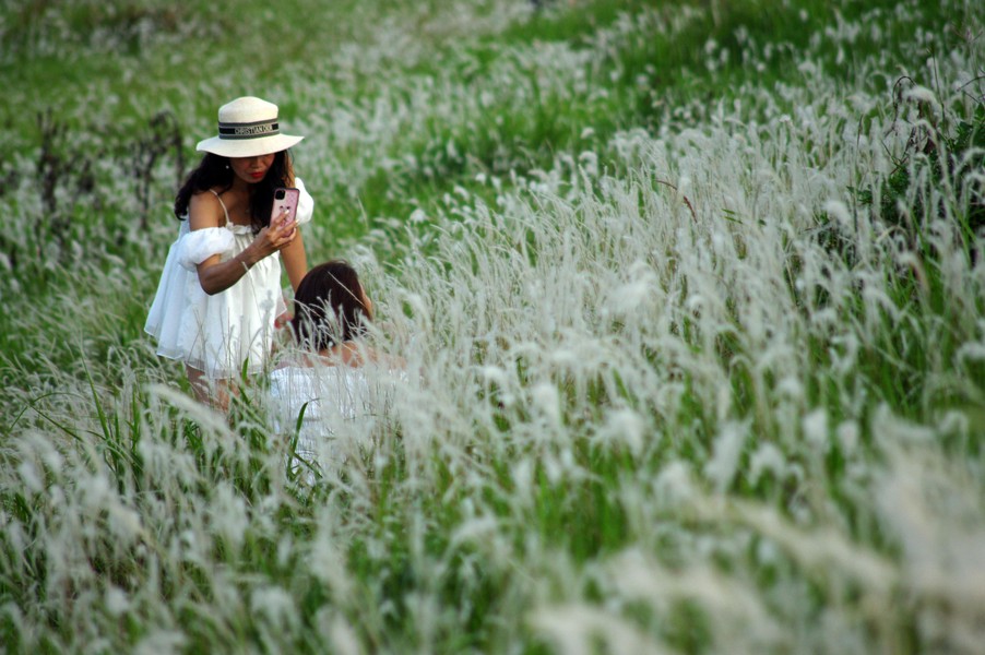 Ngắm triền đê cỏ lau trắng muốt tuyệt đẹp bên sông Hồng lúc chiều tà ảnh 6