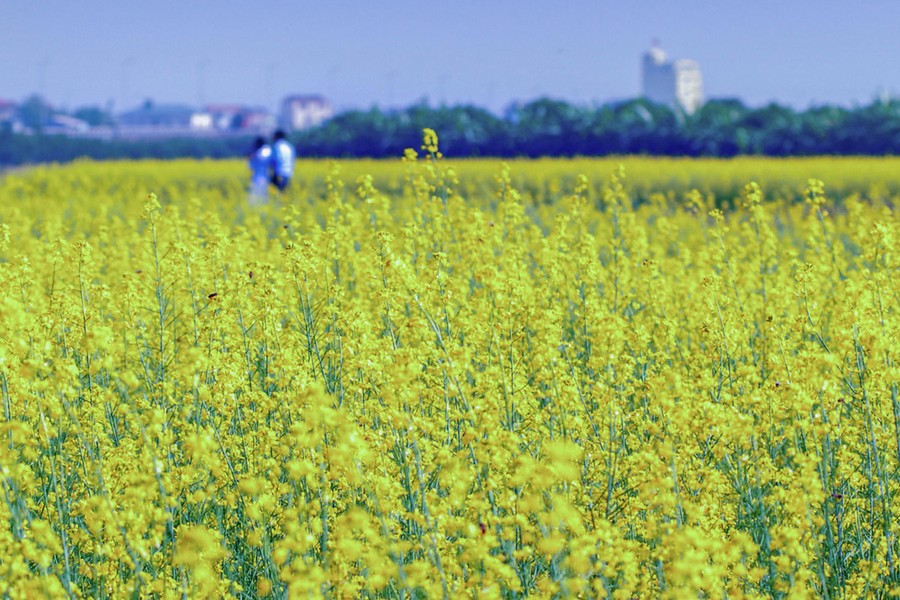 Ngắm cánh đồng hoa cải vàng tuyệt đẹp bên sông ngoại thành Hà Nội ảnh 9